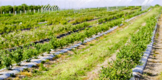 Pędraki w borówce. Nie dajmy się zaskoczyć! FILM
