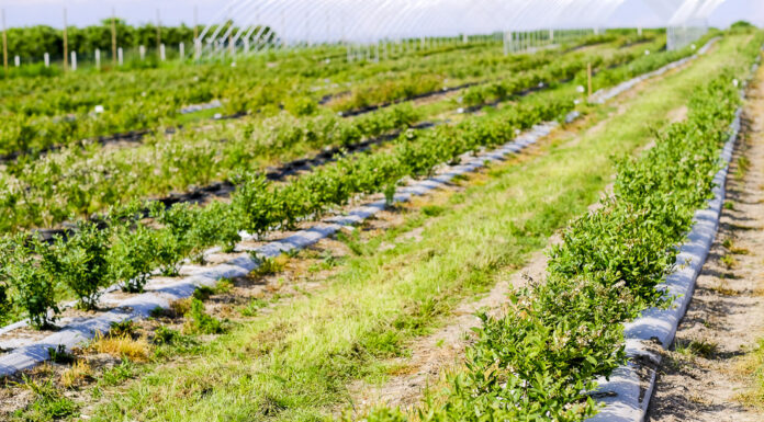 Pędraki w borówce. Nie dajmy się zaskoczyć! FILM