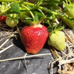 Flair podczas zbiorów