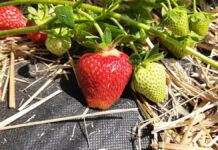 Truskawka – trwają zbiory (monitoring plantacji, 7.06.2021)