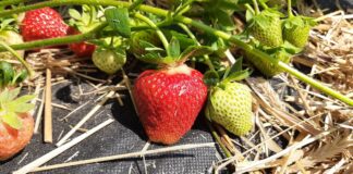 Truskawka – trwają zbiory (monitoring plantacji, 7.06.2021)