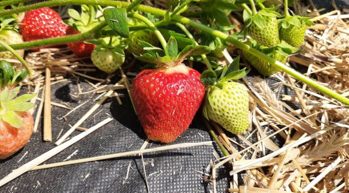 Truskawka – trwają zbiory (monitoring plantacji, 7.06.2021)