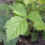 Fot. 10.MP_malina_PK