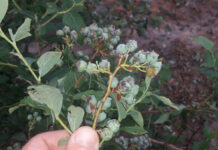 Nawałnice i grad. Wiele upraw nadaje się do likwidacji