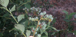 Nawałnice i grad. Wiele upraw nadaje się do likwidacji