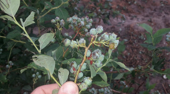 Nawałnice i grad. Wiele upraw nadaje się do likwidacji