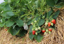 Rozsądnie z nawożeniem truskawek po zbiorze owoców