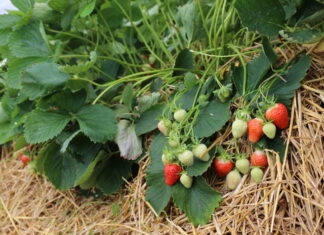 Warto pomyśleć o zakupie nawozów już teraz!