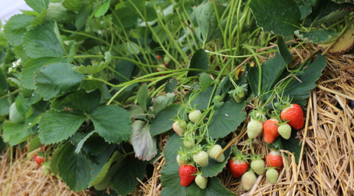 Biostymulacja i ochrona truskawek w okresie okołokwitnieniowym