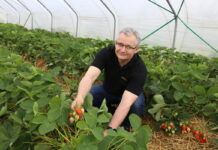 Ochrona truskawek w czasie zbiorów i po ich zakończeniu – nie wszędzie jest łatwo