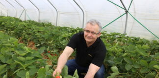 Ochrona truskawek w czasie zbiorów i po ich zakończeniu – nie wszędzie jest łatwo