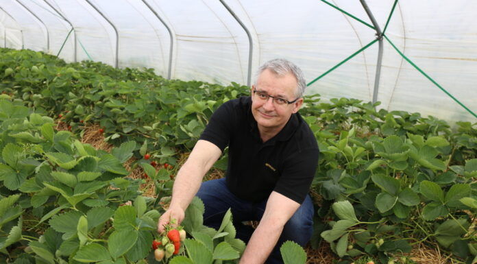 Ochrona truskawek w czasie zbiorów i po ich zakończeniu – nie wszędzie jest łatwo