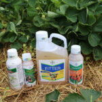 IMG_0128truskawka_KT_inspiracje_2