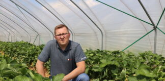 Kompleksowe rozwiązania nie tylko do nawożenia truskawek