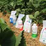 IMG_0164truskawka_KT_inspiracje_2