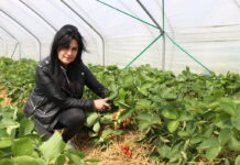 Ochrona truskawek w tunelach po zbiorze