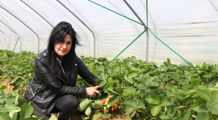 Ochrona truskawek w tunelach po zbiorze