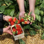 IMG_0189truskawka_KT_inspiracje_2