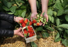 Nawożenie truskawek w tunelach i w gruncie