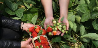 Nawożenie truskawek w tunelach i w gruncie