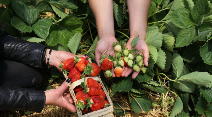 Nawożenie truskawek w tunelach i w gruncie