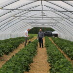 IMG_0199truskawka_KT_inspiracje_2