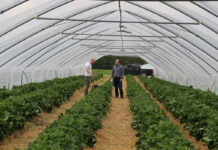 Sprawdzone rozwiązania do ściółkowania i zabezpieczania truskawek przed mrozem