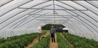 Sprawdzone rozwiązania do ściółkowania i zabezpieczania truskawek przed mrozem