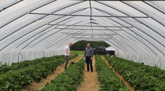 Sprawdzone rozwiązania do ściółkowania i zabezpieczania truskawek przed mrozem