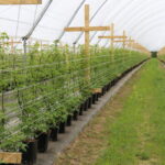 IMG_0207truskawka_KT_inspiracje_2