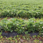 IMG_0263truskawka_KT_inspiracje_2