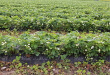 Ochrona plantacji truskawek w polu