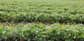 Ochrona plantacji truskawek w polu