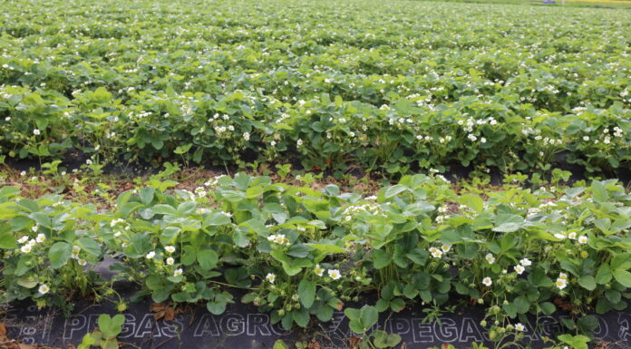 Ochrona plantacji truskawek w polu