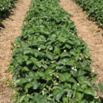 IMG_0304malina_borowka