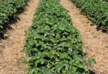 O truskawce od korzenia po owoce