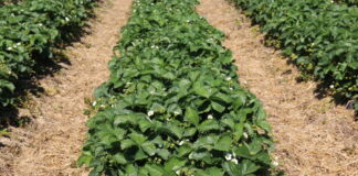 O truskawce od korzenia po owoce