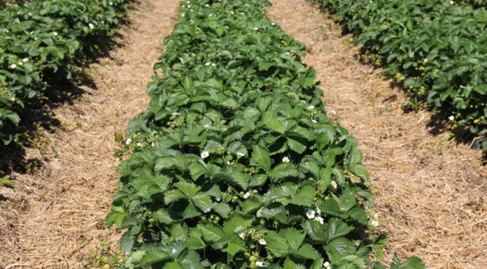 O truskawce od korzenia po owoce