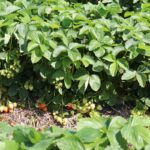 Ochrona truskawek nie tylko w czasie zbiorów