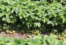 Przygotowanie truskawki na kwitnienie i duże plonowanie