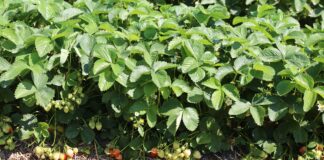 Ochrona truskawek nie tylko w czasie zbiorów