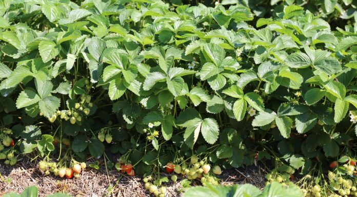 Przygotowanie truskawki na kwitnienie i duże plonowanie