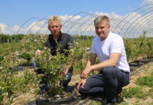 System zarządzania warunkami uprawy borówek i nie tylko