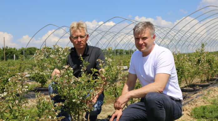 System zarządzania warunkami uprawy borówek i nie tylko