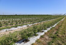 Na zagonach ściółkowanych. I chwasty z głowy!