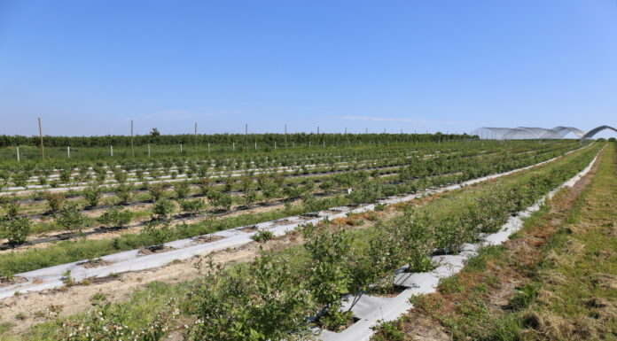 Odmiany borówek z grupy in-vitro Kusibab w projekcie Borówkowe Factory