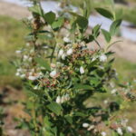 IMG_0418malina_borowka