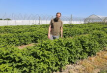 Poprawić kondycję malin w uprawie polowej