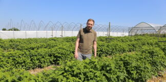 Poprawić kondycję malin w uprawie polowej