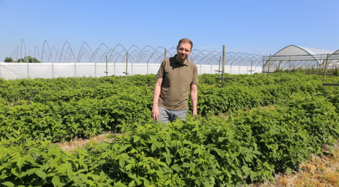 Poprawić kondycję malin w uprawie polowej